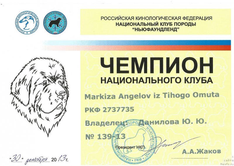 Фото: ньюфаундленд Маркиза Ангелов из Тихого Омута (Markiza Angelov iz Tihogo Omuta)