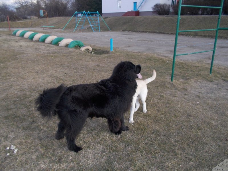 Фото: ньюфаундленд Сан Шейх Бавария Бель (Sun Sheikh Bavariya Belle)