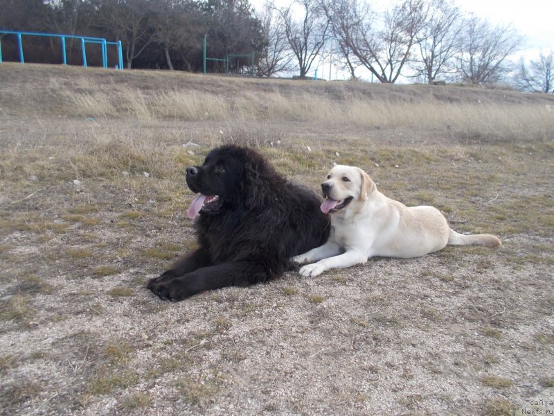 Фото: ньюфаундленд Сан Шейх Бавария Бель (Sun Sheikh Bavariya Belle)