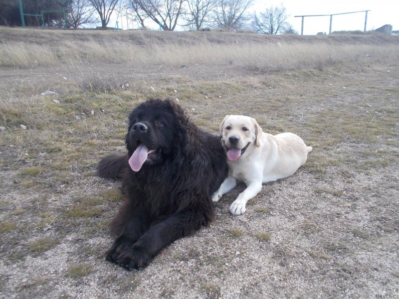Фото: ньюфаундленд Сан Шейх Бавария Бель (Sun Sheikh Bavariya Belle)