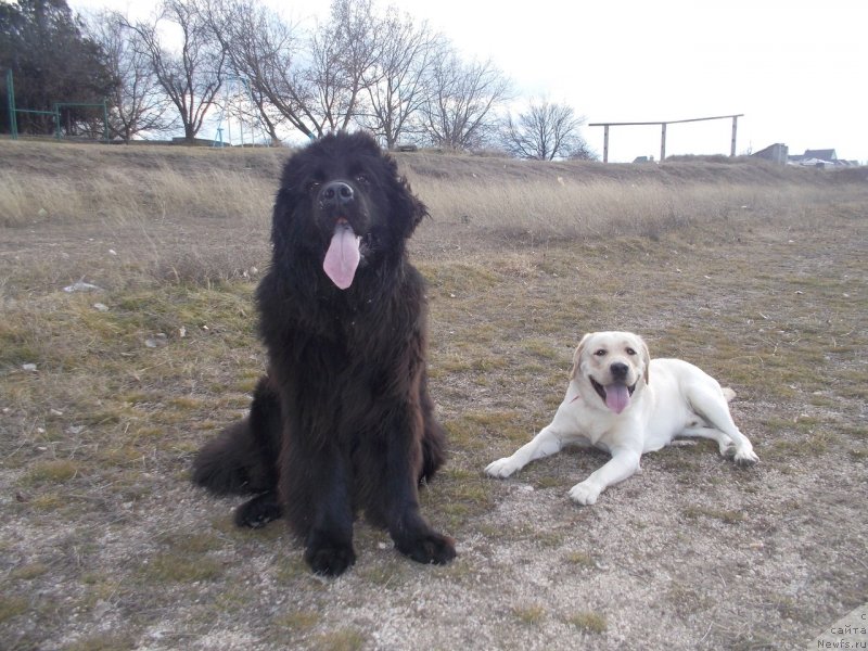 Фото: ньюфаундленд Сан Шейх Бавария Бель (Sun Sheikh Bavariya Belle)