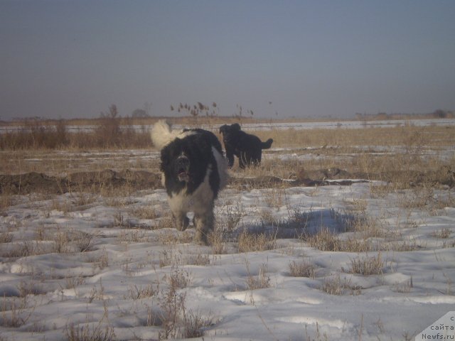 Фото: ньюфаундленд Кара Аюлар Аврора Поларис