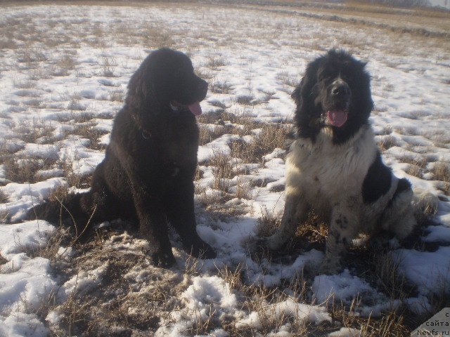 Фото: ньюфаундленд Кара Аюлар Аврора Поларис, ньюфаундленд Гем Оф Юниверс