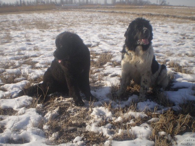 Фото: ньюфаундленд Кара Аюлар Аврора Поларис, ньюфаундленд Гем Оф Юниверс