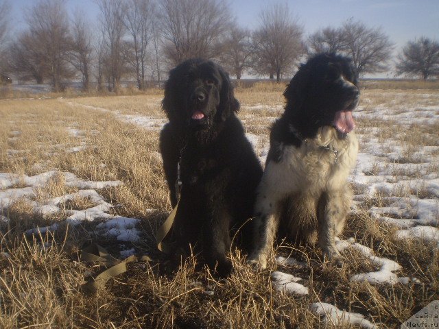 Фото: ньюфаундленд Кара Аюлар Аврора Поларис, ньюфаундленд Гем Оф Юниверс