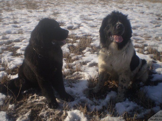 Фото: ньюфаундленд Гем Оф Юниверс