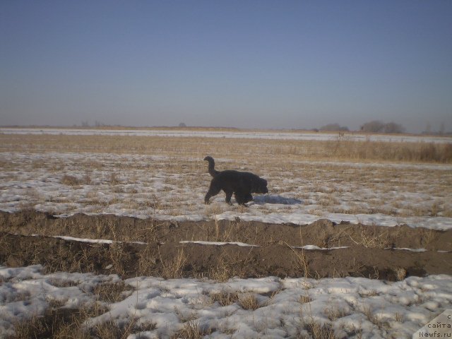 Фото: ньюфаундленд Гем Оф Юниверс