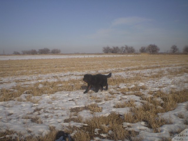 Фото: ньюфаундленд Гем Оф Юниверс