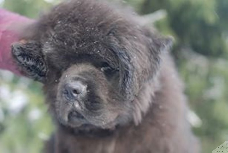 Фото: ньюфаундленд Эльбрус из Антаграда