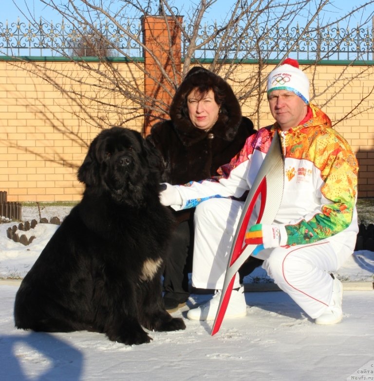 Фото: ньюфаундленд Сказочная Кроха Медисон (Skazochnaya Kroha Medison), Анатолий Дядищев