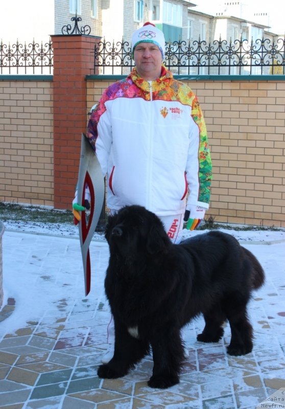 Фото: ньюфаундленд Сказочная Кроха Медисон (Skazochnaya Kroha Medison), Анатолий Дядищев