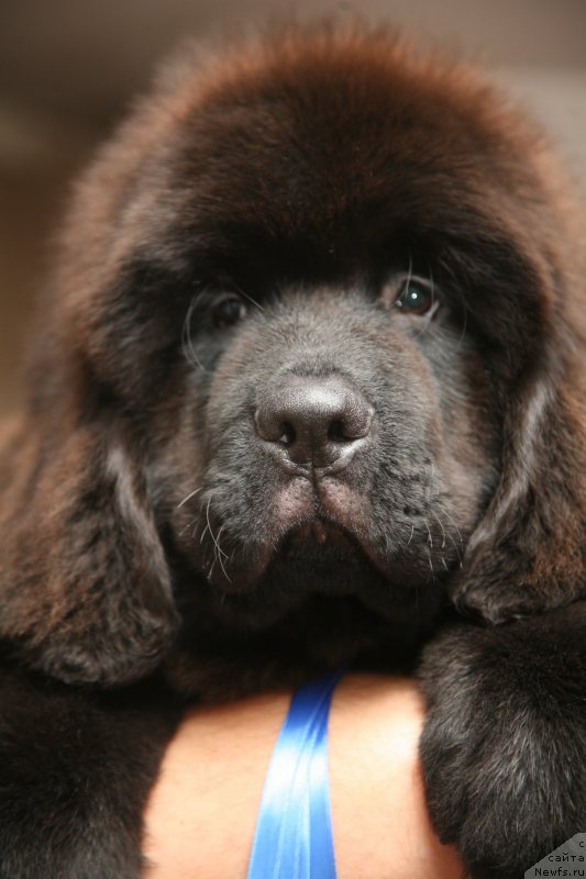 Фото: ньюфаундленд Gladiator Moon Bear