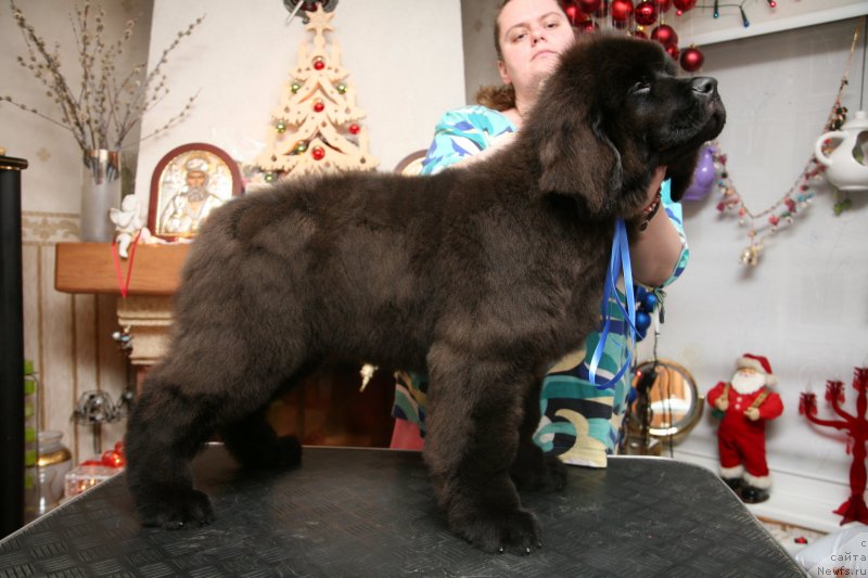Фото: ньюфаундленд Gladiator Moon Bear