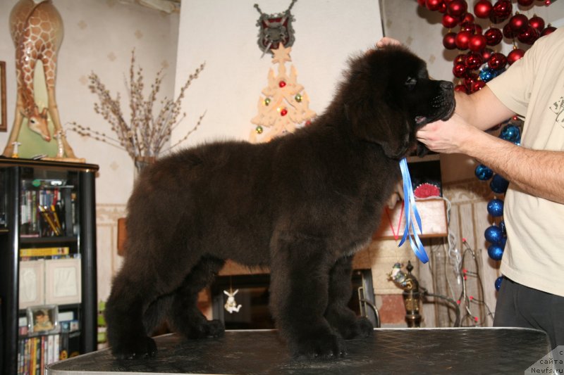 Фото: ньюфаундленд Gladiator Moon Bear