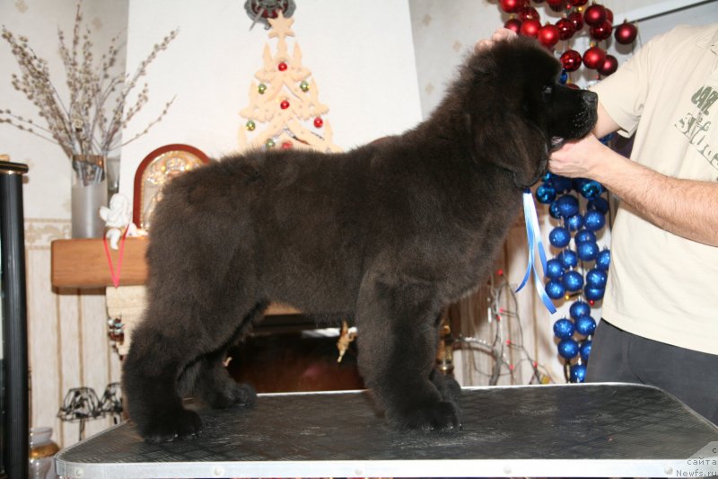 Фото: ньюфаундленд Gladiator Moon Bear