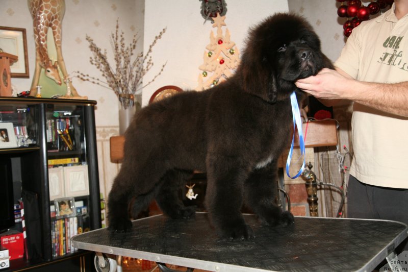 Фото: ньюфаундленд Gladiator Moon Bear