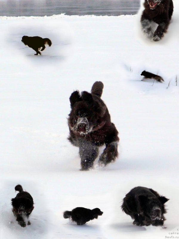 Фото: ньюфаундленд Ван Лен Тайм Чилеста