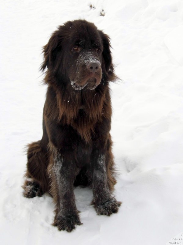 Фото: ньюфаундленд Ван Лен Тайм Чилеста