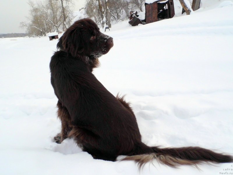 Фото: ньюфаундленд Ван Лен Тайм Чилеста