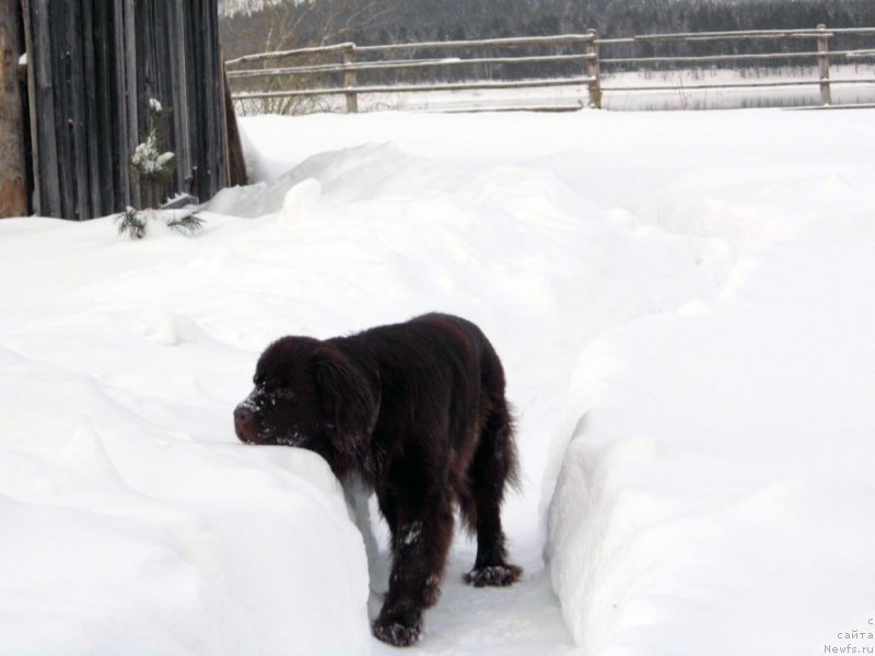 Фото: ньюфаундленд Ван Лен Тайм Чилеста