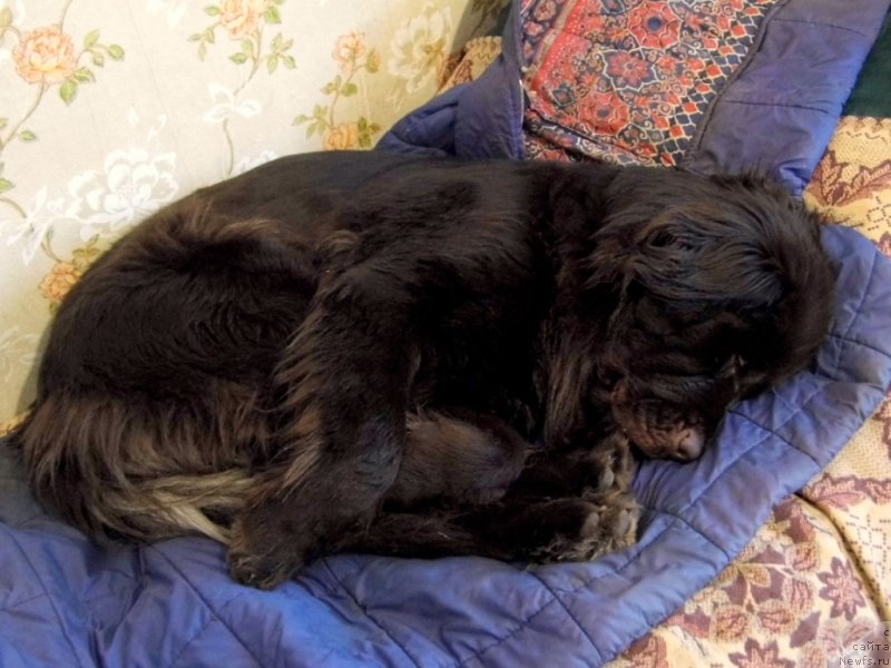 Фото: ньюфаундленд Ван Лен Тайм Чилеста