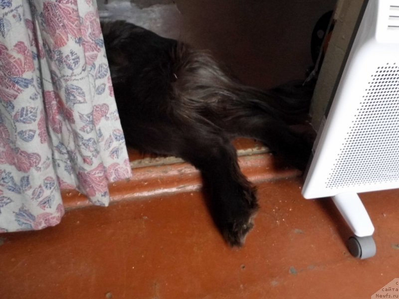 Фото: ньюфаундленд Ван Лен Тайм Чилеста