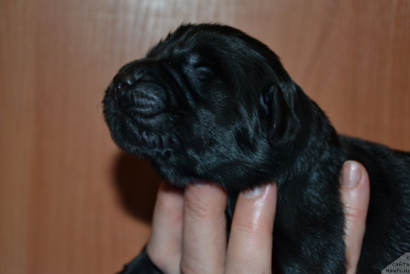 Фото: ньюфаундленд Блек Гениус Бриллиант