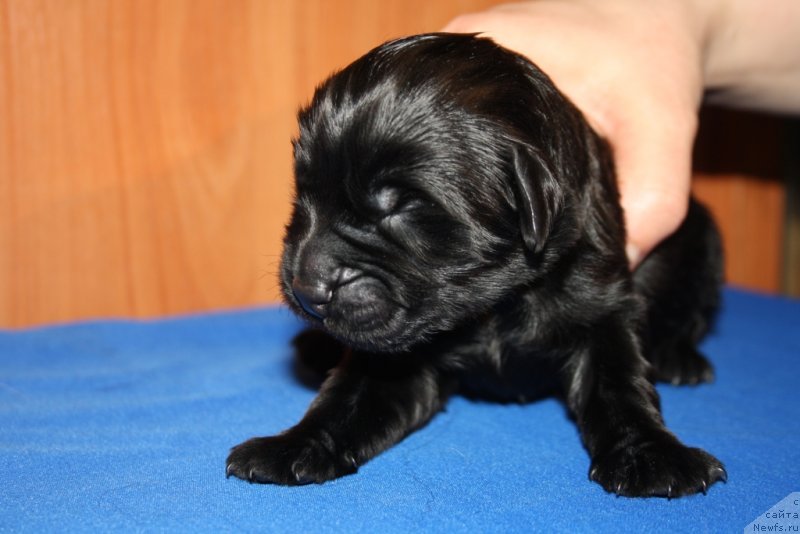 Фото: ньюфаундленд Блек Гениус Бриллиант