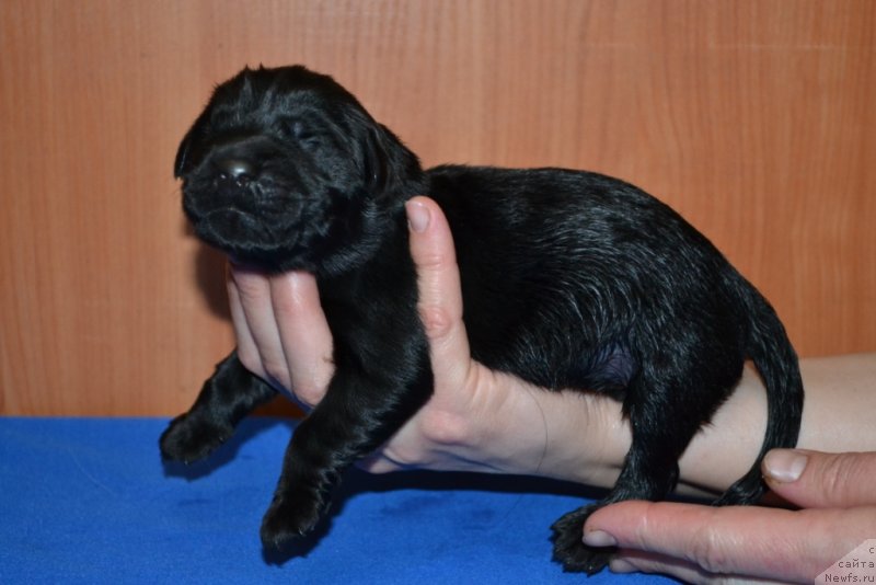 Фото: ньюфаундленд Блек Гениус Бриллиант