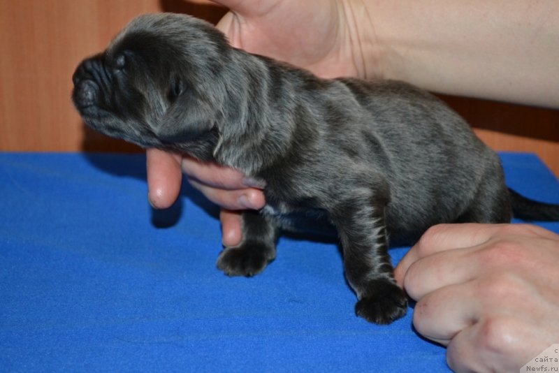 Фото: ньюфаундленд Бадия Брайди Бев