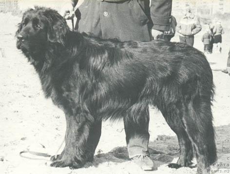 Фото: ньюфаундленд Вильмар Гек Шер