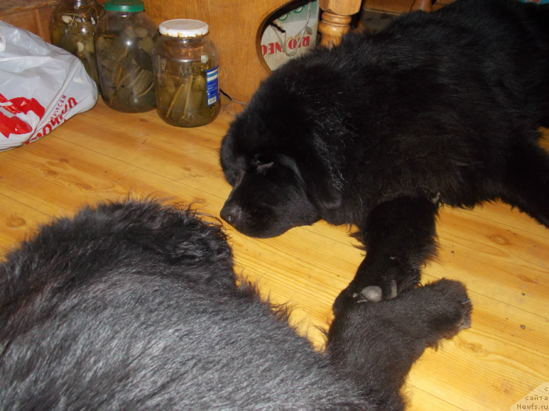 Фото: ньюфаундленд Лепесток Лилии, Дюша