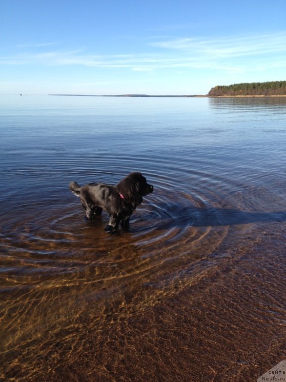 Фото: ньюфаундленд Белкондер-Клаб Кассиопея