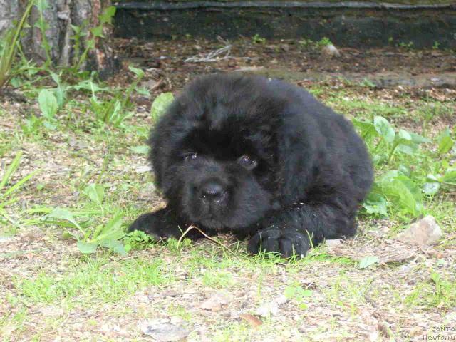 Фото: ньюфаундленд Супер Премиум Вашингтон