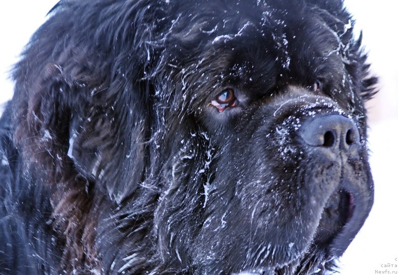 Фото: ньюфаундленд Радомир из Племени Кедра