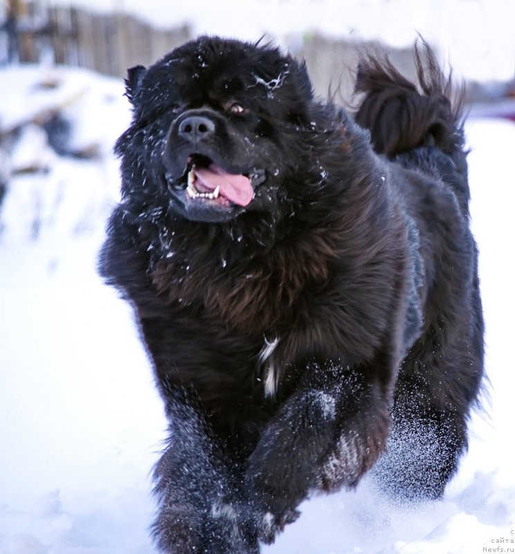 Фото: ньюфаундленд Радомир из Племени Кедра