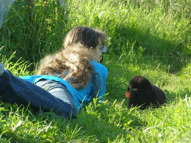 Фото: Юлия Наумова, ньюфаундленд Ювелирика Магия Роскоши