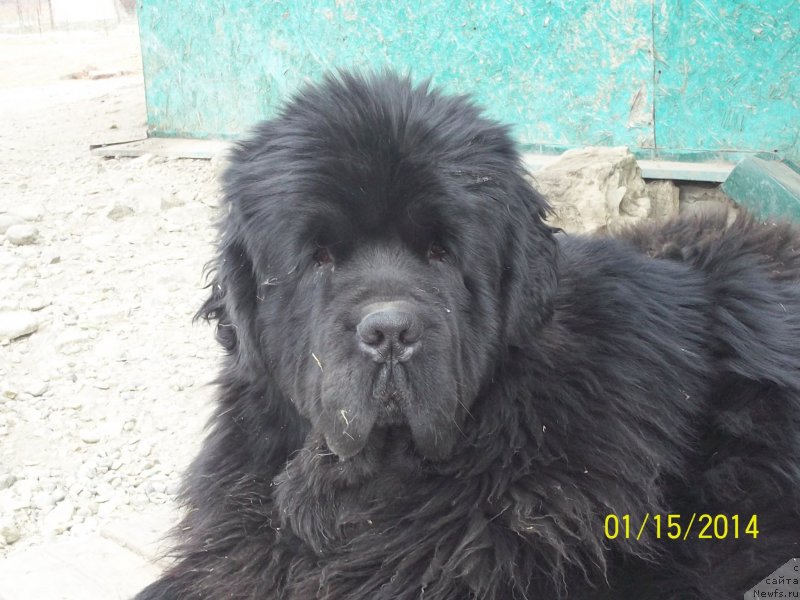 Фото: ньюфаундленд Супер Премиум Микадо (Super Premium Mikado)