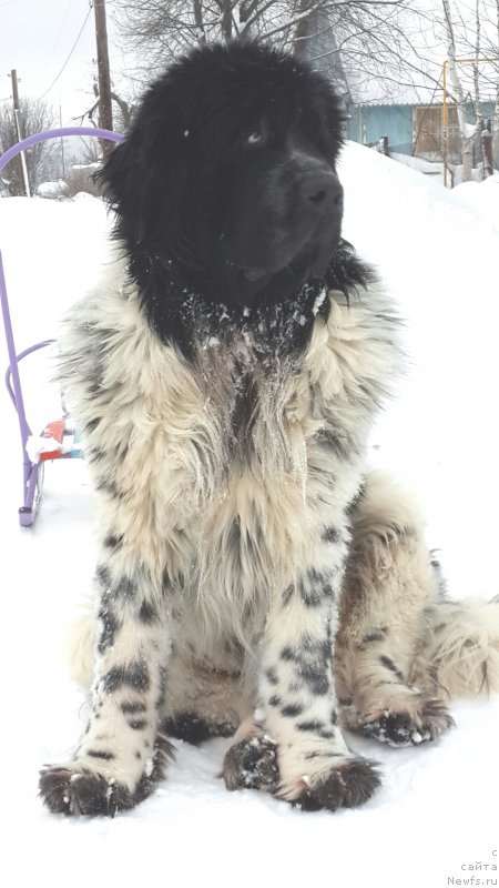 Фото: ньюфаундленд Супер Бизон Екатеринбург (Super Bizon Ekaterinburg)