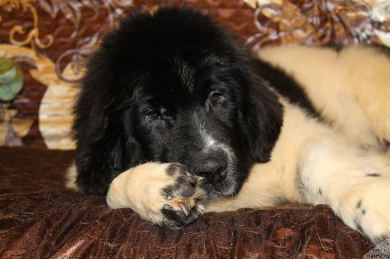 Фотография № 143865