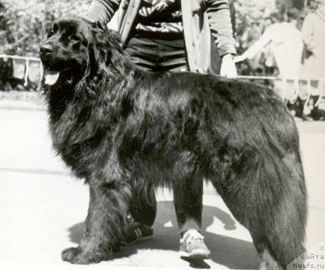 Фото: ньюфаундленд Виконт Гек Шер