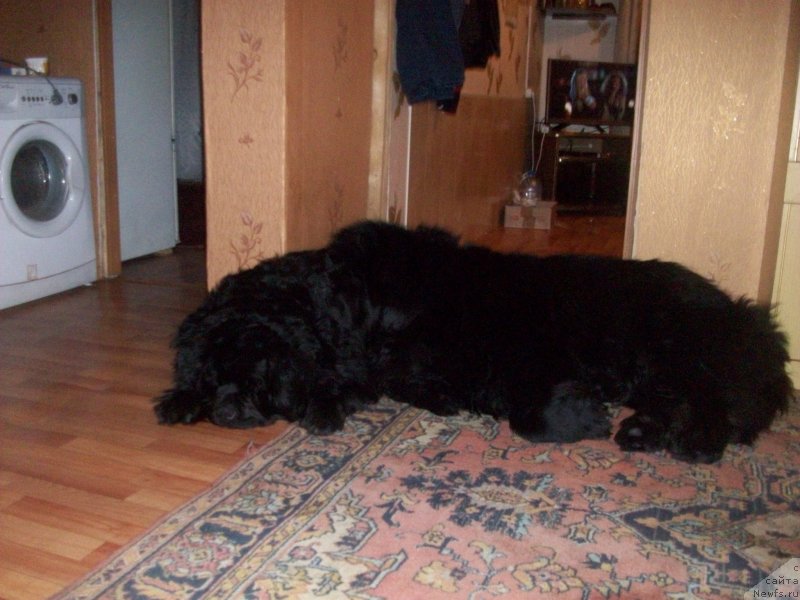 Фото: ньюфаундленд Карат из Медвежьего Яра (Karat iz Medvejyego Yara)