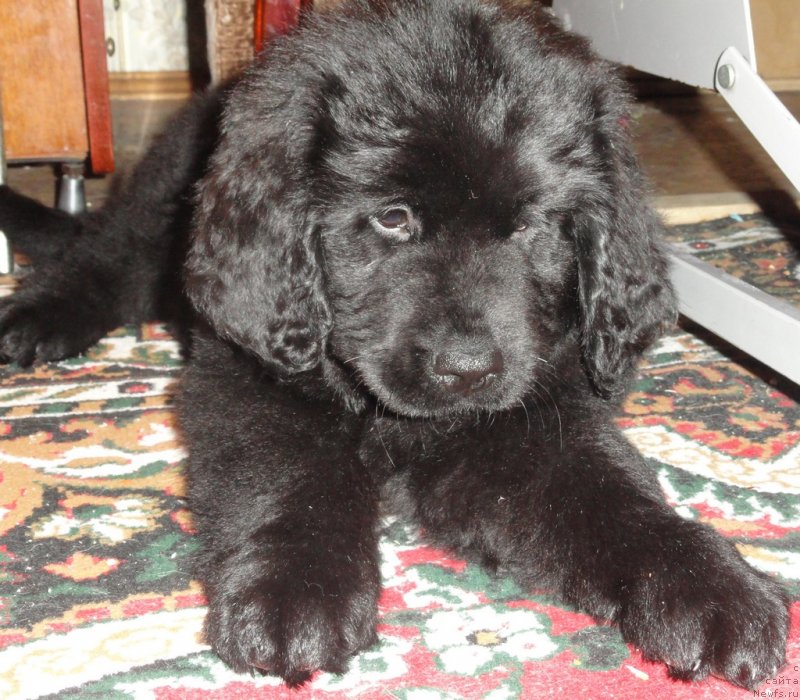 Фото: ньюфаундленд Валмонд Победитель (Valmond Pobeditel)