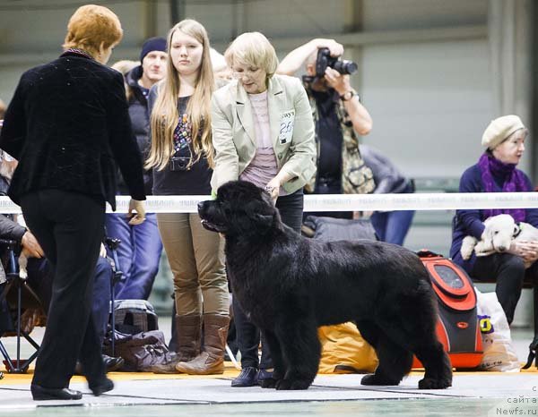 Фото: ньюфаундленд Сказочная Кроха Наоми Черная Жемчужина
