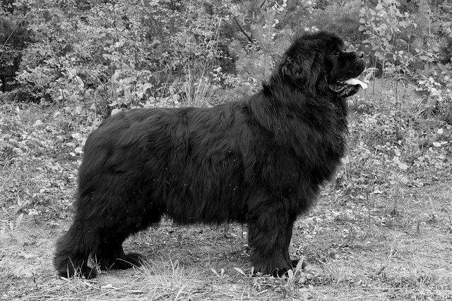 Фото: ньюфаундленд Тиффани Голд