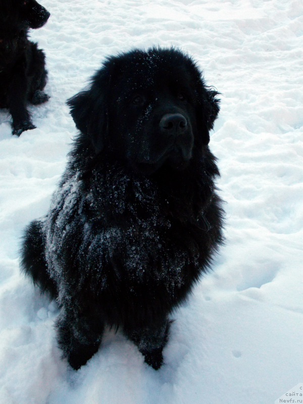 Фото: ньюфаундленд Лепесток Лилии