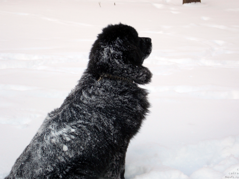 Фото: ньюфаундленд Лепесток Лилии, Жанна Шмелёва