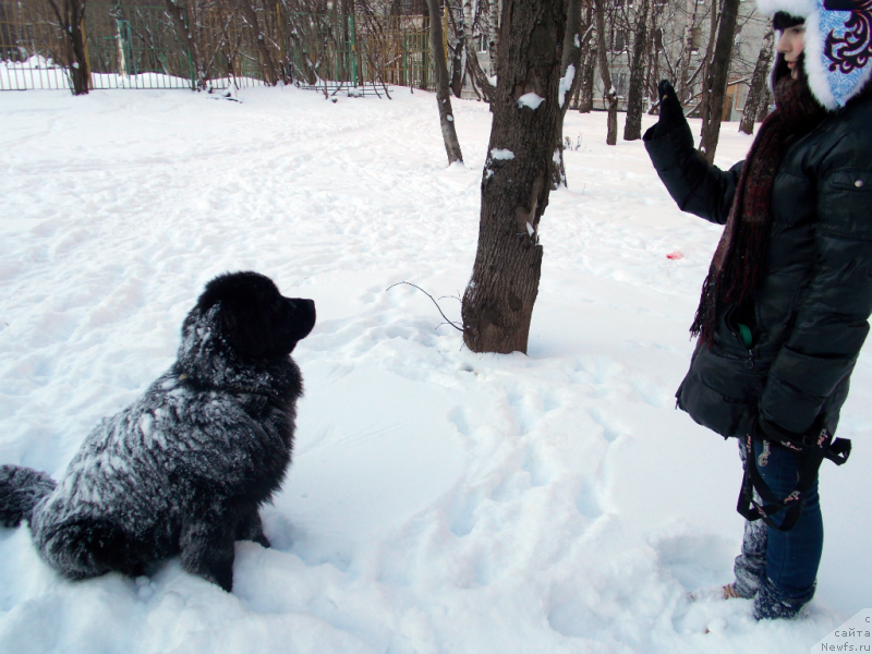 Фото: ньюфаундленд Лепесток Лилии, Жанна Шмелёва