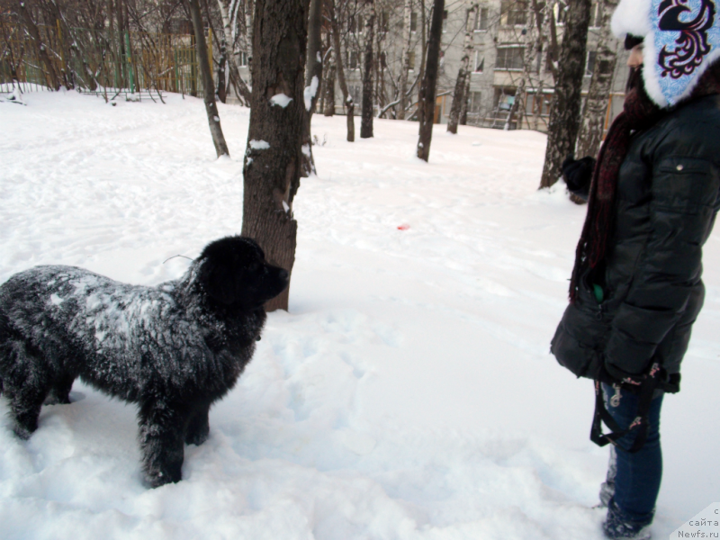 Фото: ньюфаундленд Лепесток Лилии, Жанна Шмелёва