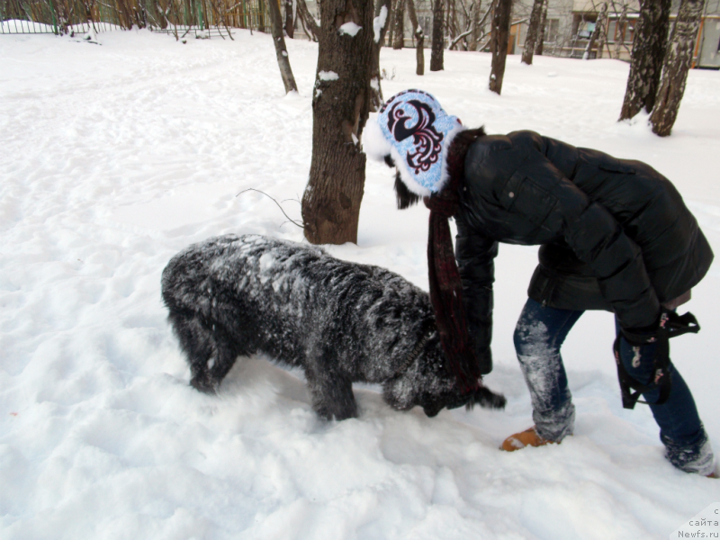 Фото: ньюфаундленд Лепесток Лилии, Жанна Шмелёва